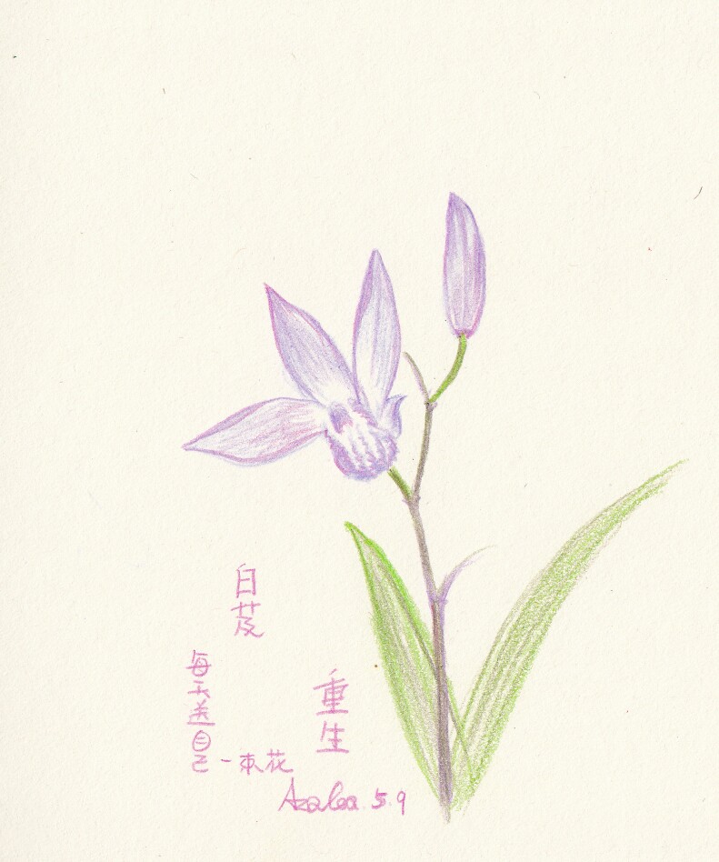 每天送自己一束花——白芨:重生