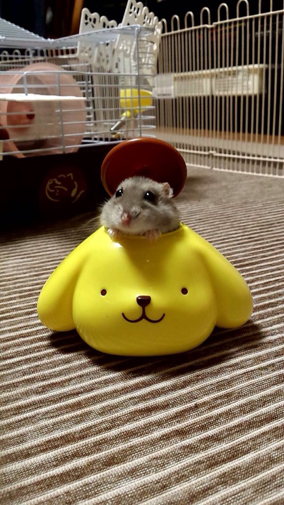 一位日推主表示家中的仓鼠君超级呆萌,真是太可爱了(07,,61ω61