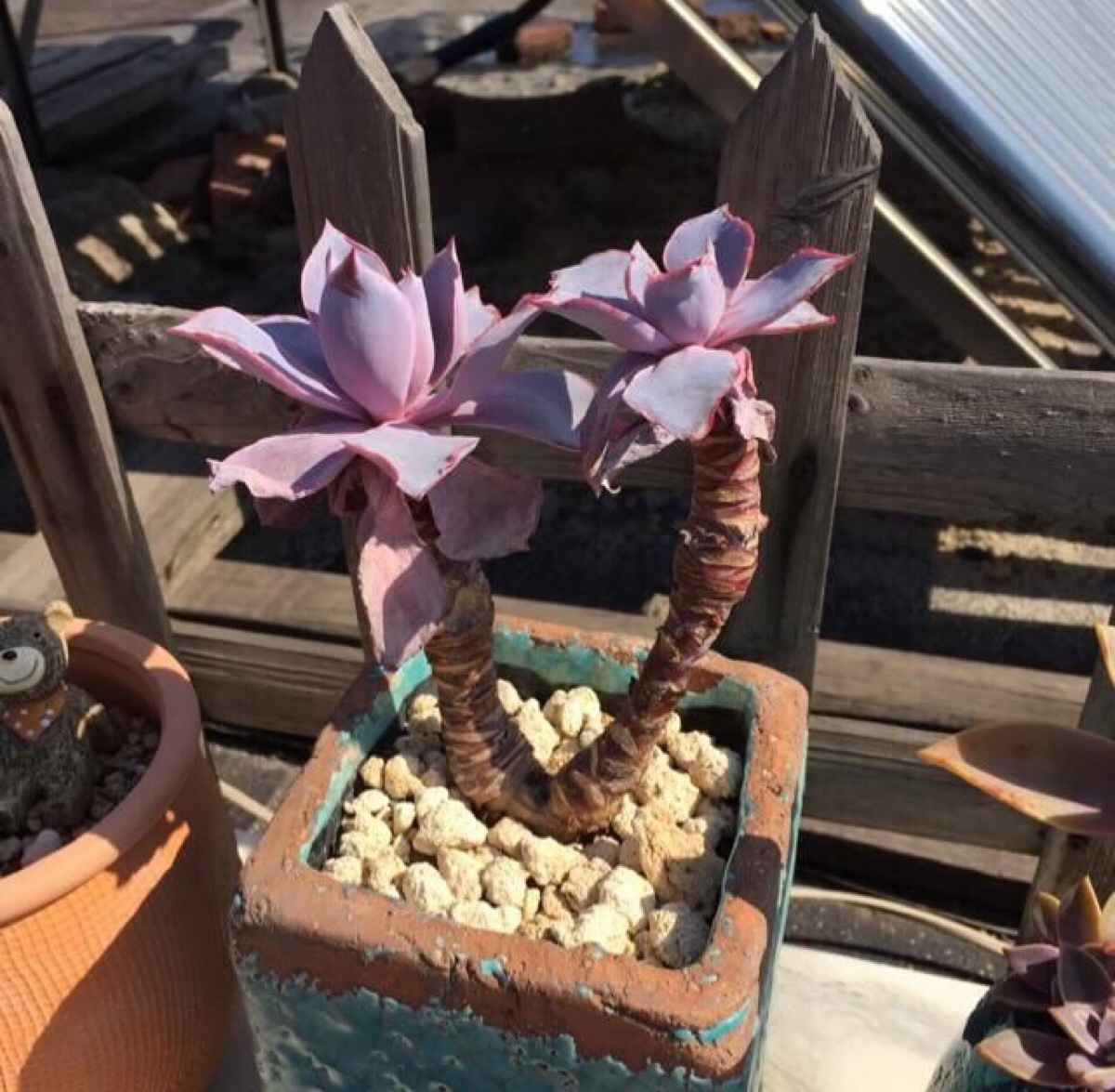 晚霞 阳光下的颜色 老桩【微信公众号:多肉植物的坑】