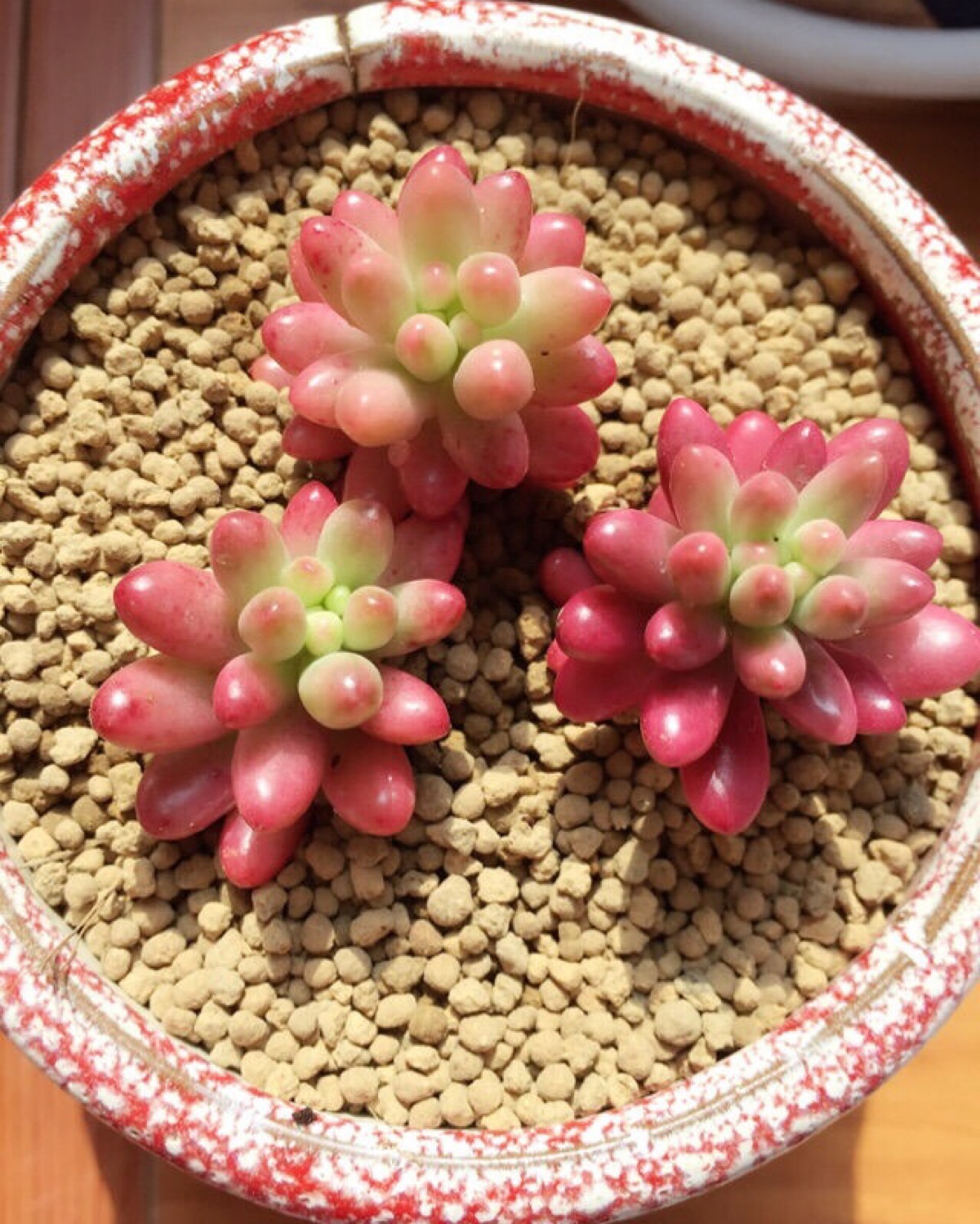 虹之玉锦 萌萌哒的小时候【微信公众号:多肉植物的坑】