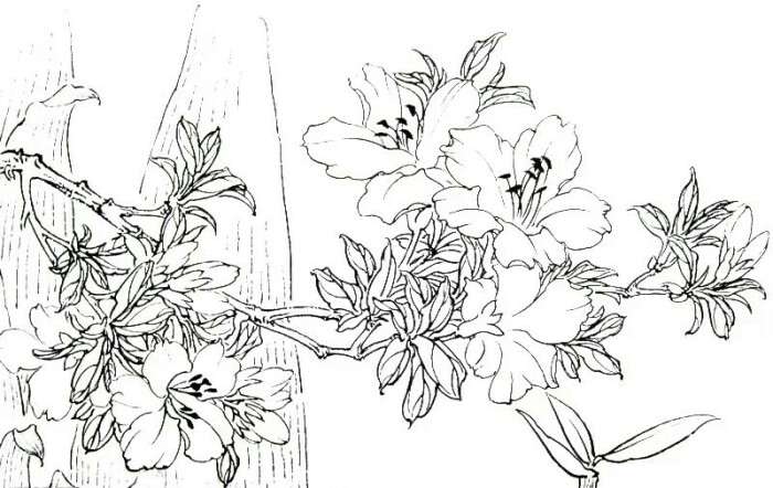 白描花卉