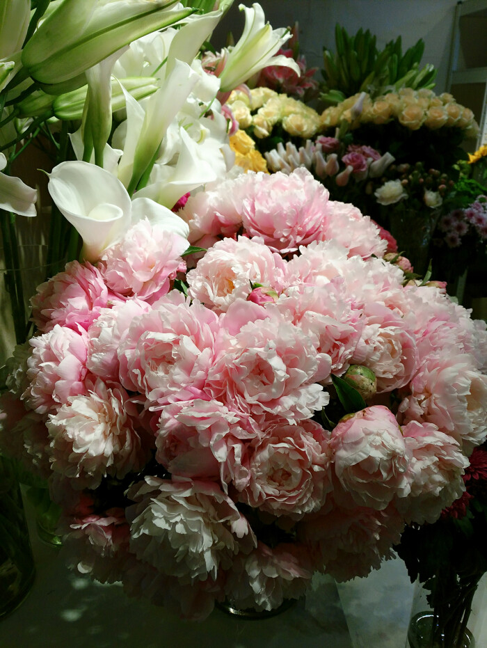 芍药
