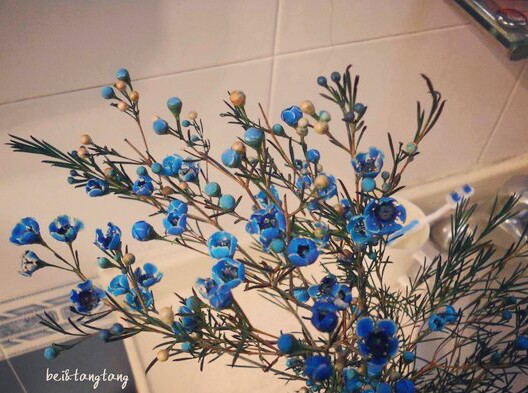 杰拉尔顿腊花(chamelaucium uncinatum)即 蜡花(wax flower)又名风蜡