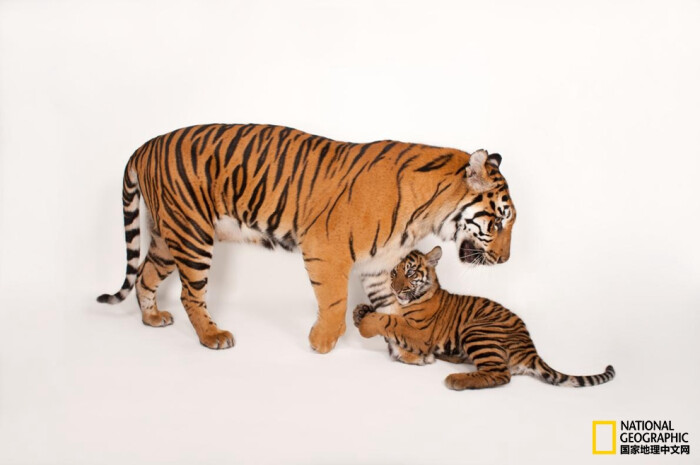 爪哇虎和苏门答腊虎图片