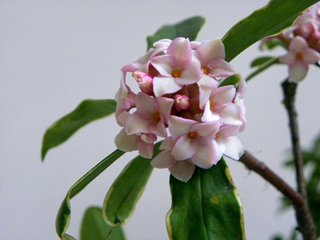 瑞香花 