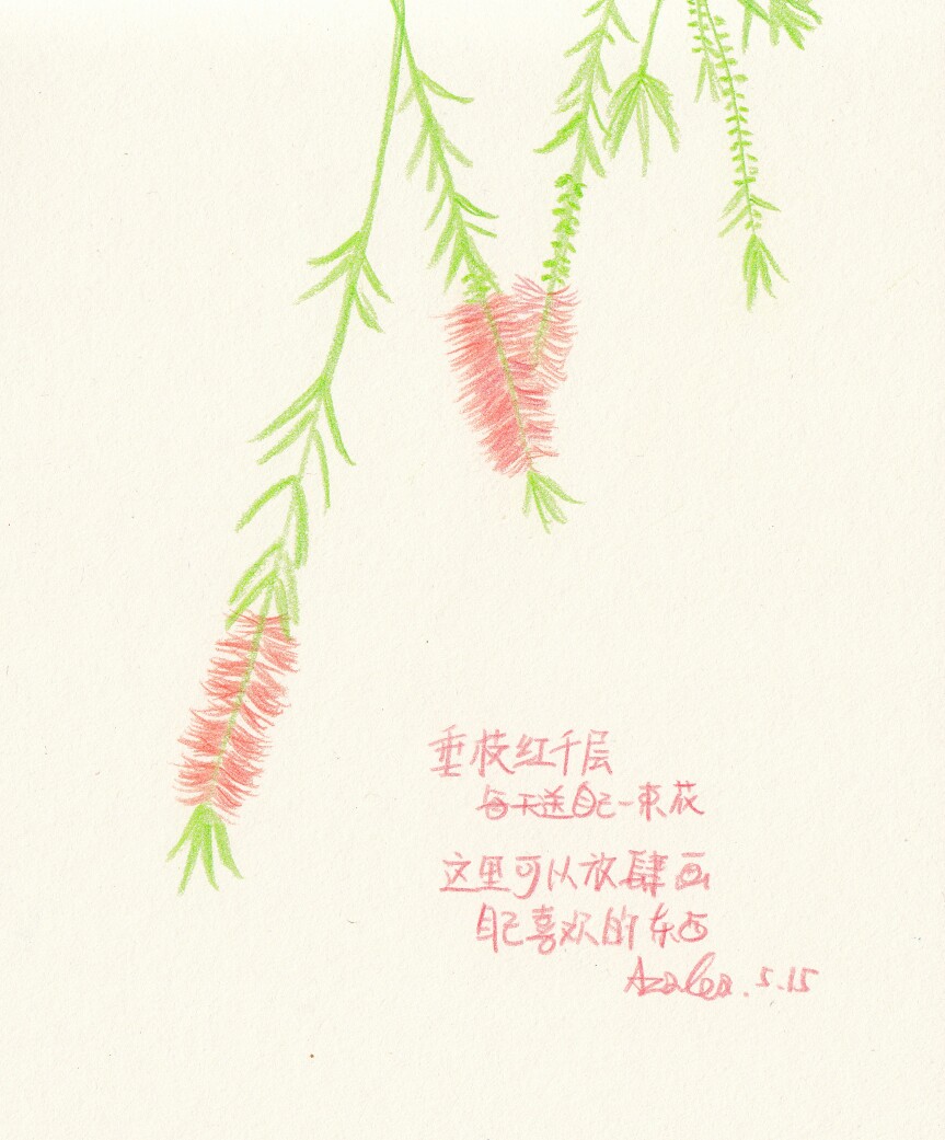 每天送自己一束花——垂枝红千层:这里可以放肆画自己喜欢的东西