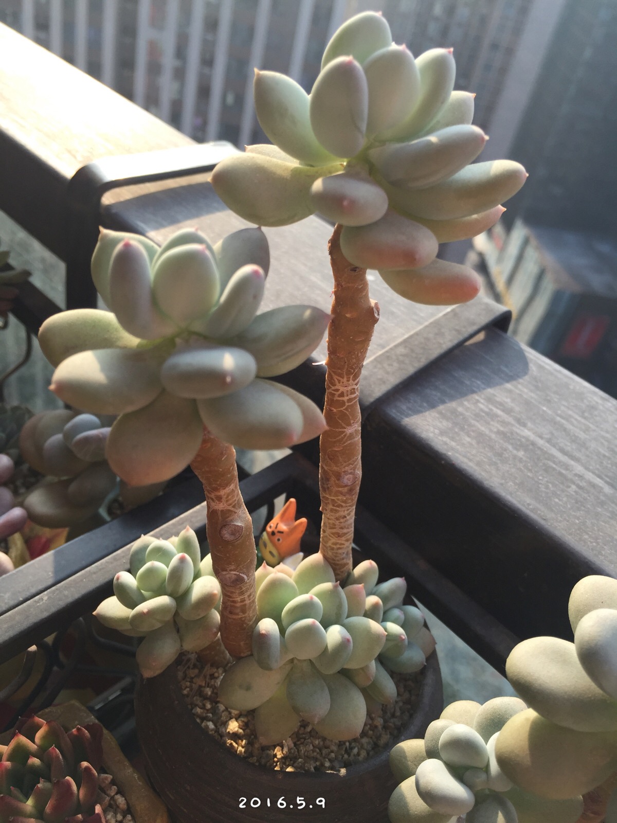 玄漩的(6161)多肉植物三日月美人