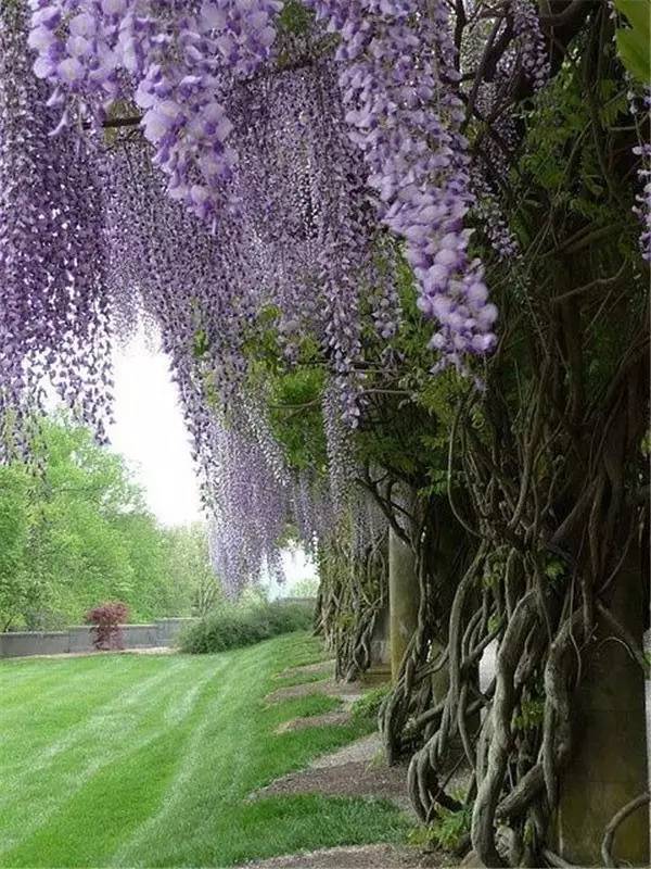 紫藤,是一种豆科藤蔓植物