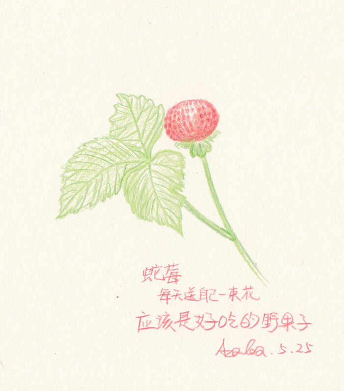 每天送自己一束花—蛇莓:应该是好吃的野果子.