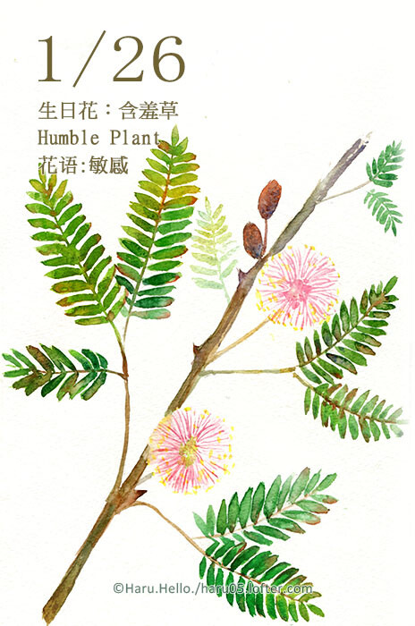 haru.hello. 1.26 生日花:含羞草