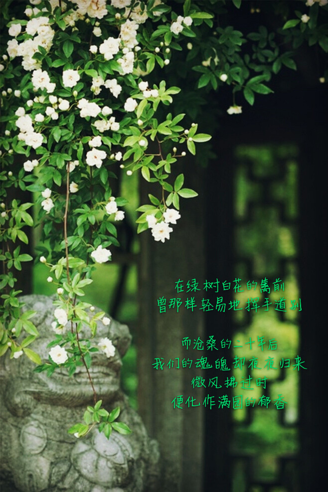 在绿树白花的篱前曾那样轻易地挥手道别而沧桑的二十年后我们的魂魄却