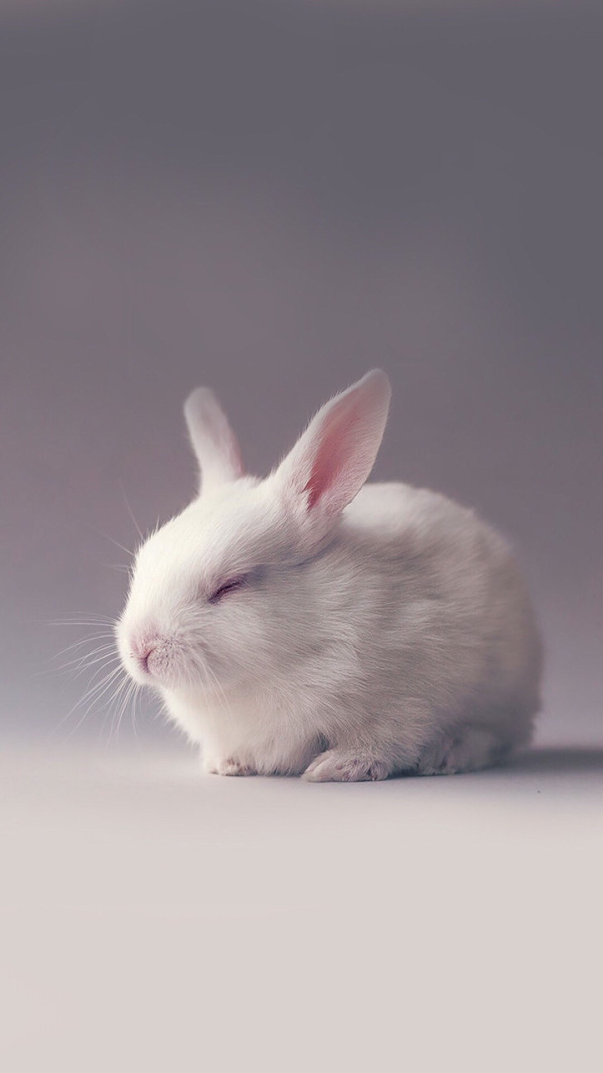手机壁纸兔子唯美图片