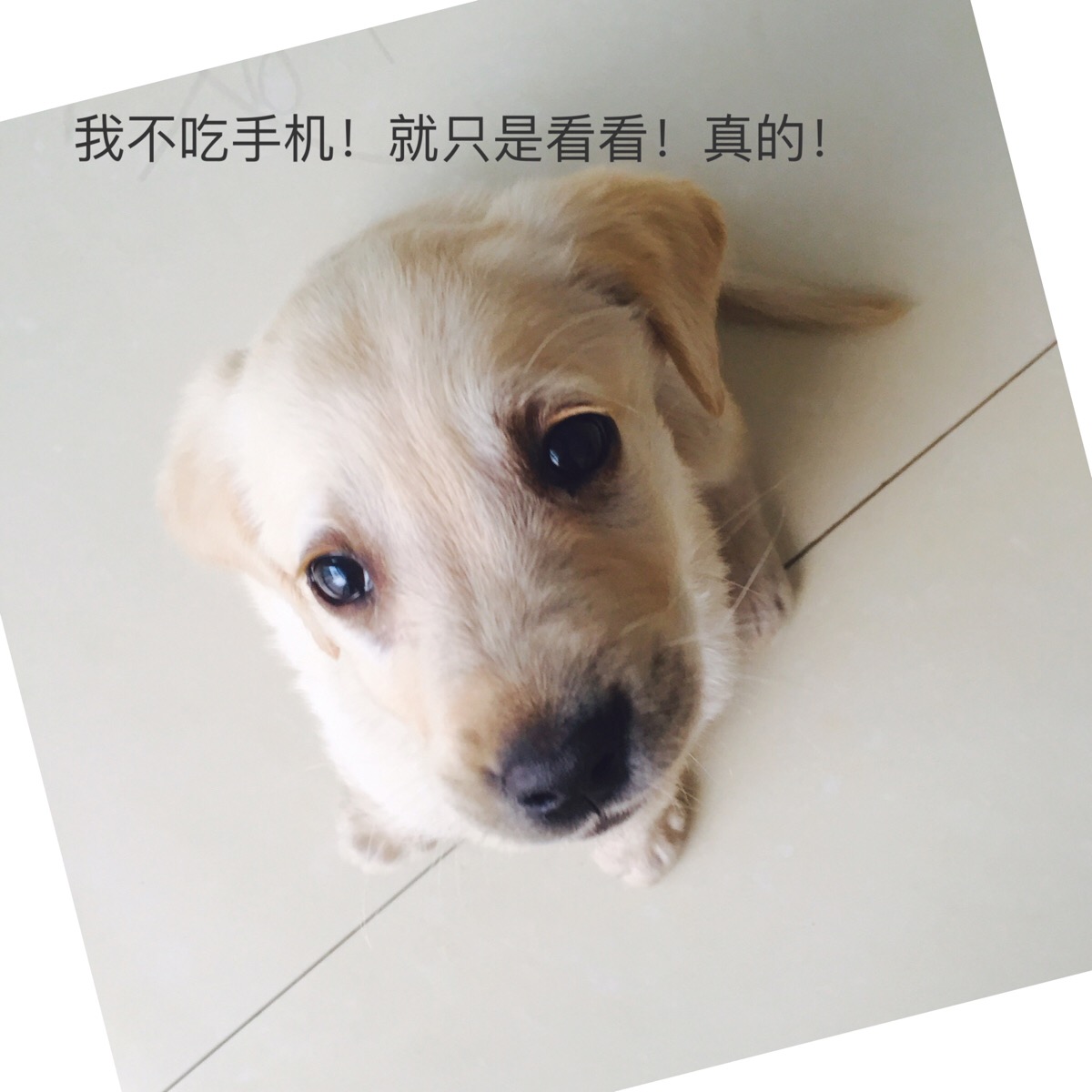 他真的吃我手机!