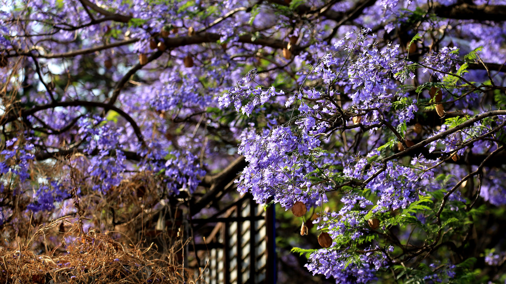 蓝花楹 宁静