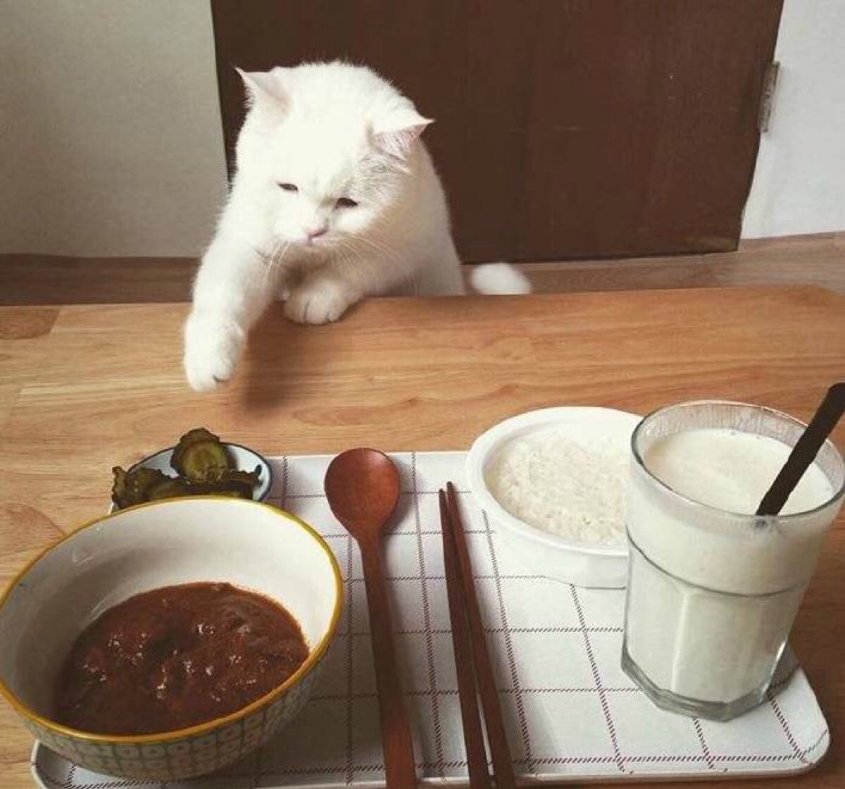 贪吃的猫 可爱 萌宠 头像