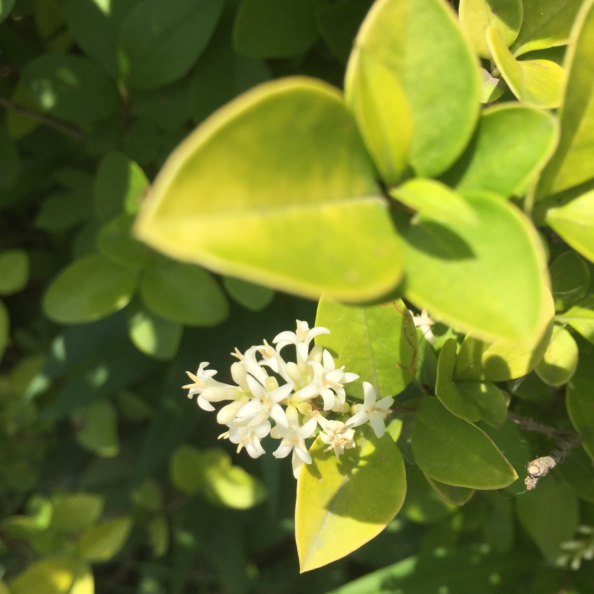 金叶女贞,一种绿化植物