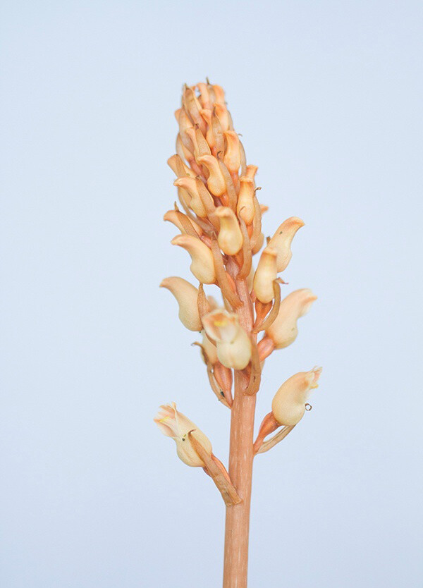 gastrodia elata 天麻,天麻属.