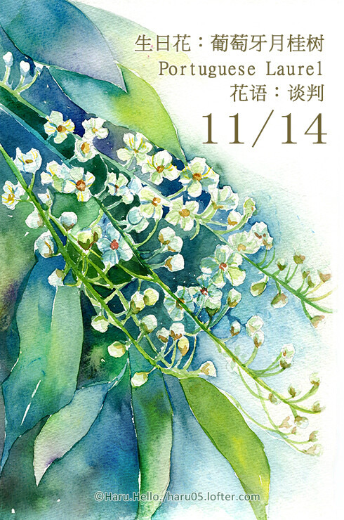 haruhello 1114 生日花:葡萄牙月桂树