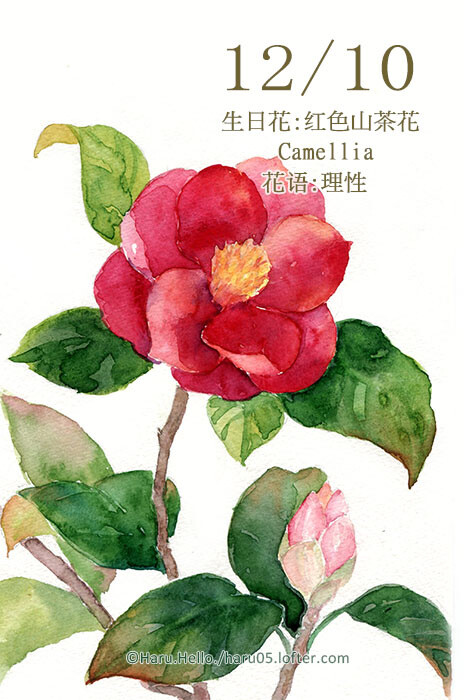 haru.hello. 12.10 生日花:红色山茶花
