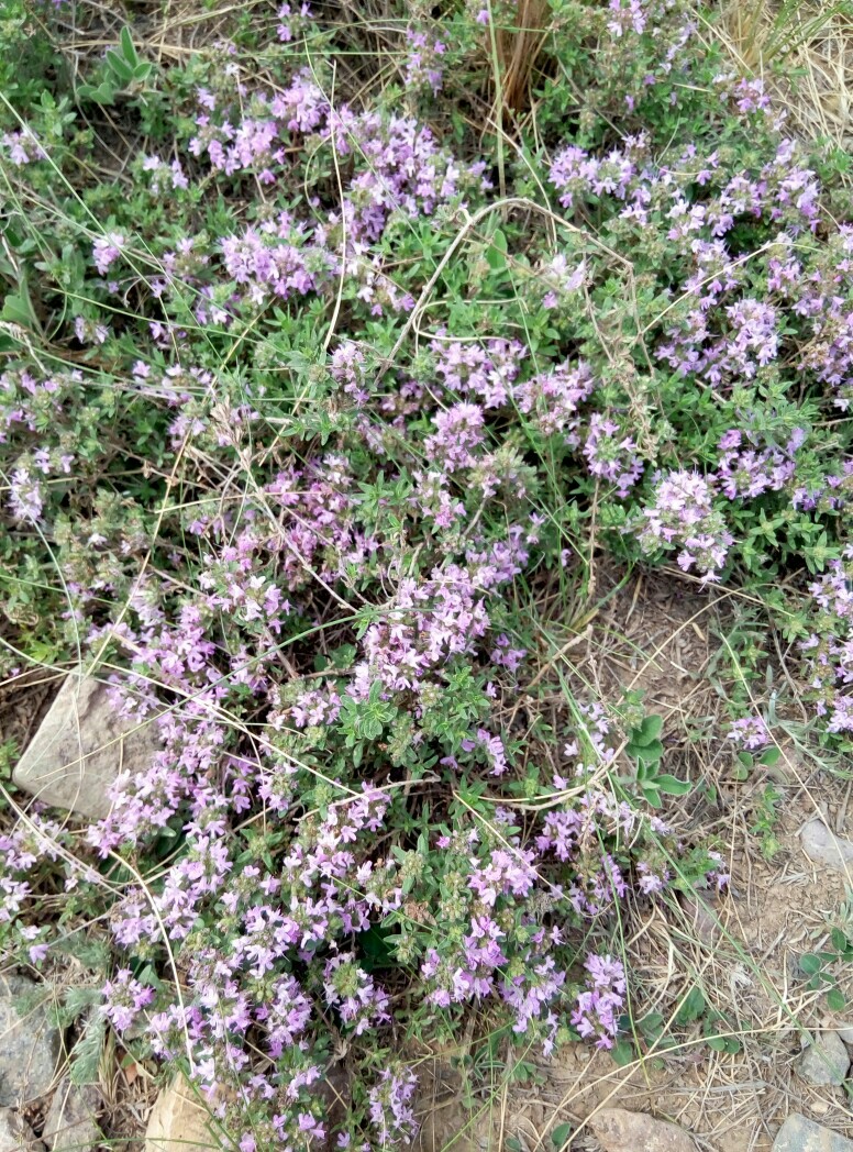 野花椒草图片