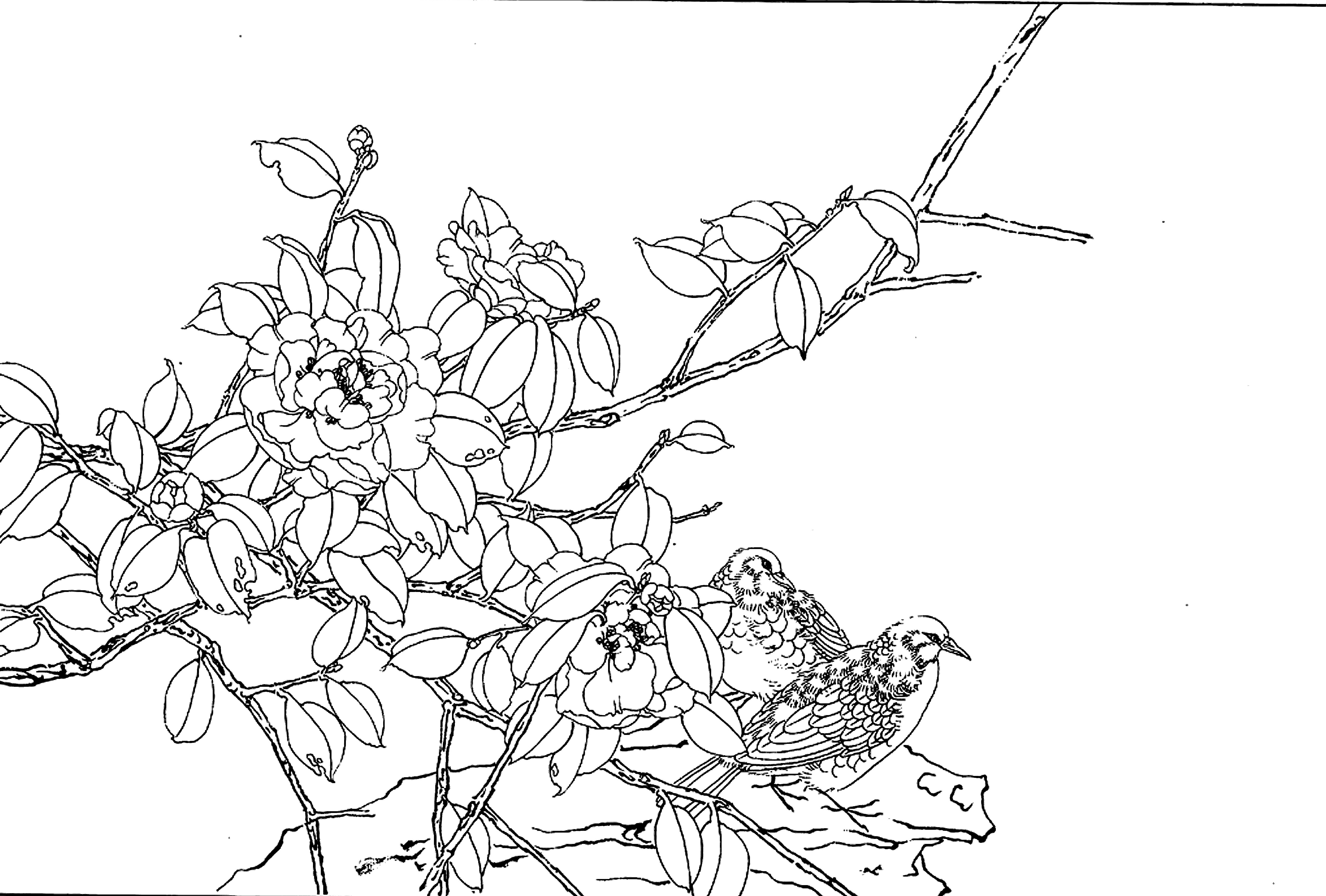 茶花飞舞高清工笔画稿传统白描电子画稿临摹练习作业