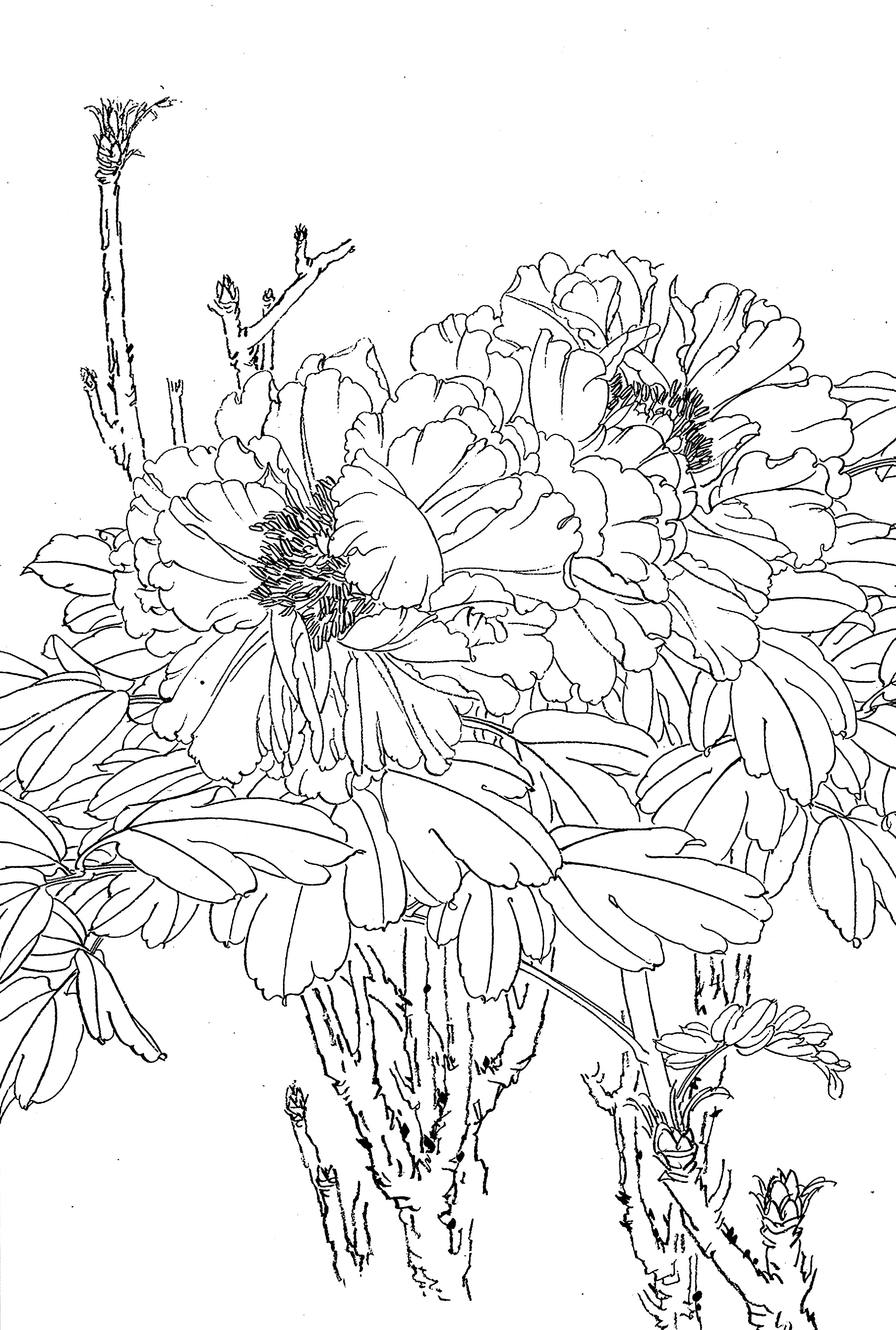 传统中式工笔斗方电子画稿线描植物花卉牡丹白描大图