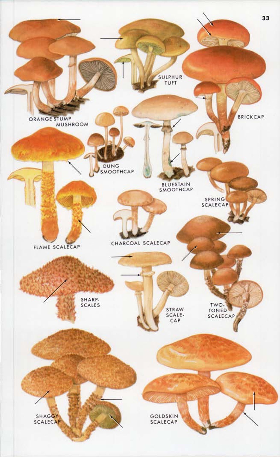 常见蘑菇的种类及图片图片