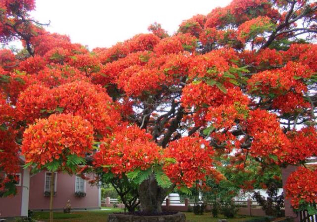 或橙色的花朵配合,鲜绿色的羽状复叶,被誉为世上最色彩鲜艳的树木之一