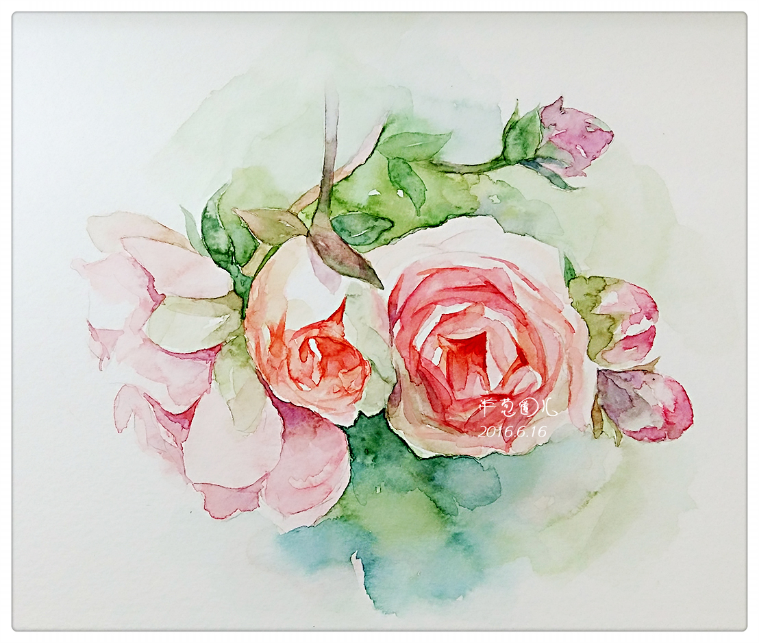 【原创水彩画】月季花