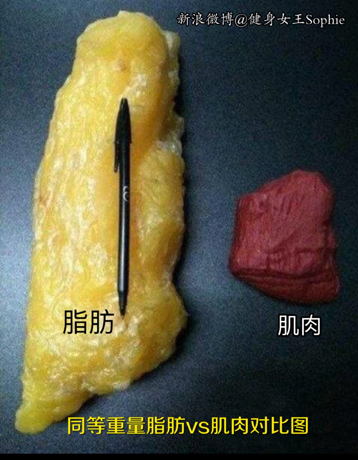 同等重量肌肉vs脂肪对比图