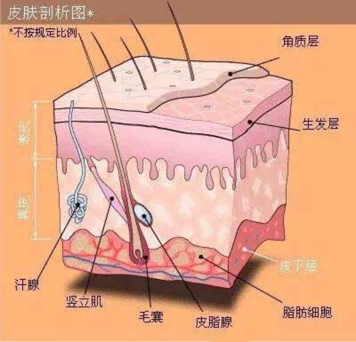 毛(除非你的眉毛都长在眉形之外[憨笑] 5做眉毛对毛发生长是1200