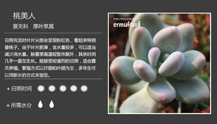 多肉植物介绍# 图片来自网络 侵权立删