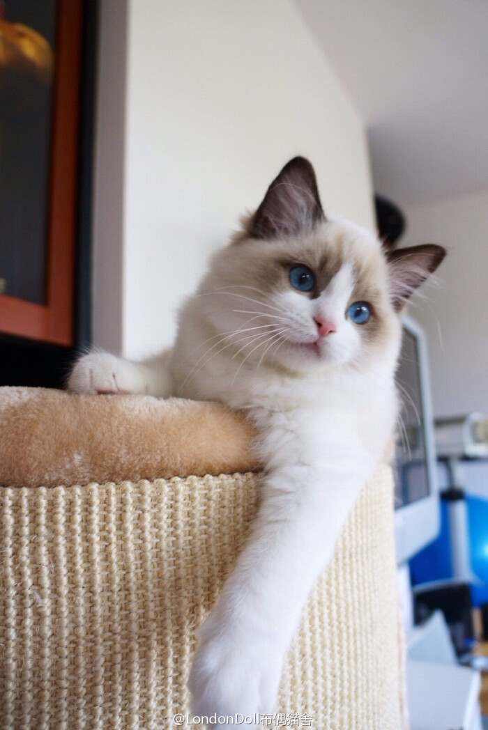 布偶猫 