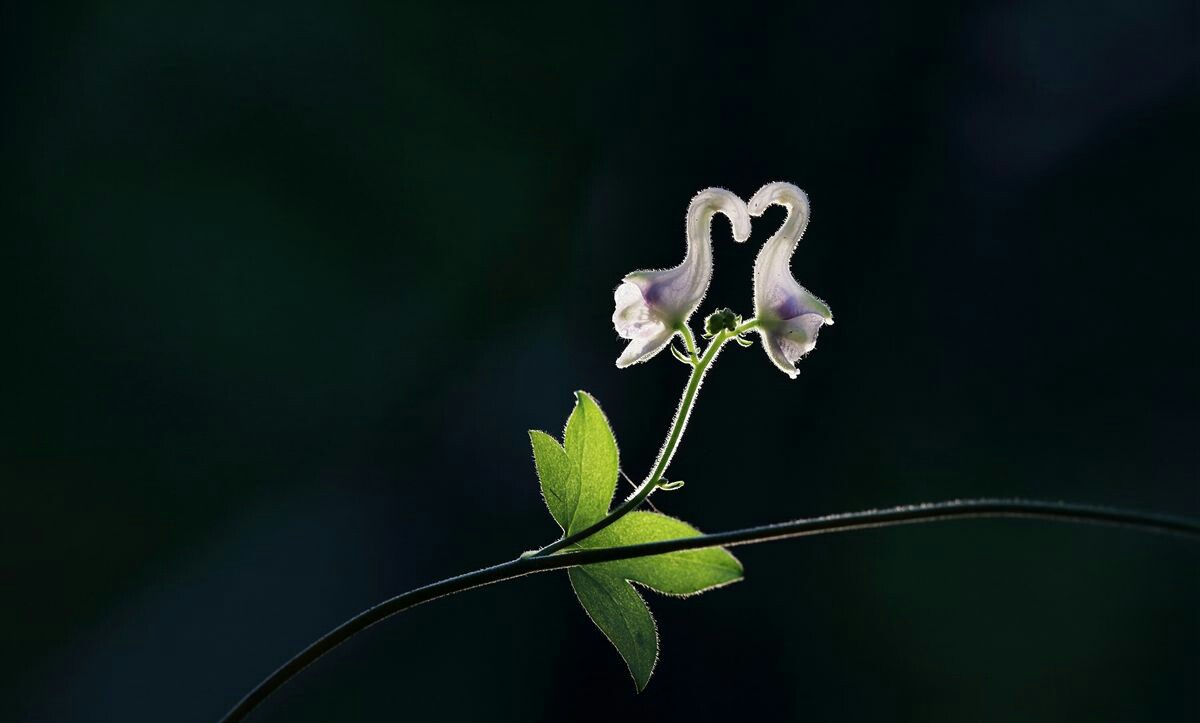 奇花异草 拟两色乌头(天鹅花)