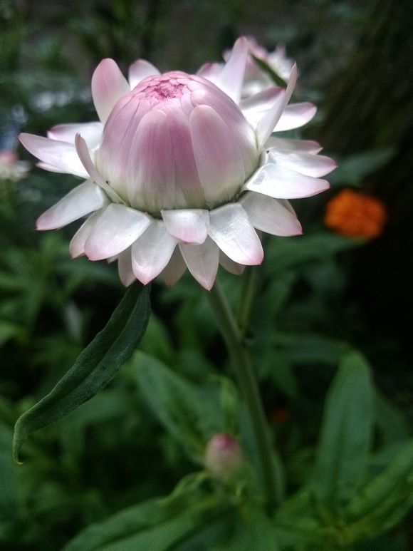 麦秆菊helichrysum bracteatum andr.别名蜡菊,贝细工.多年生草本.