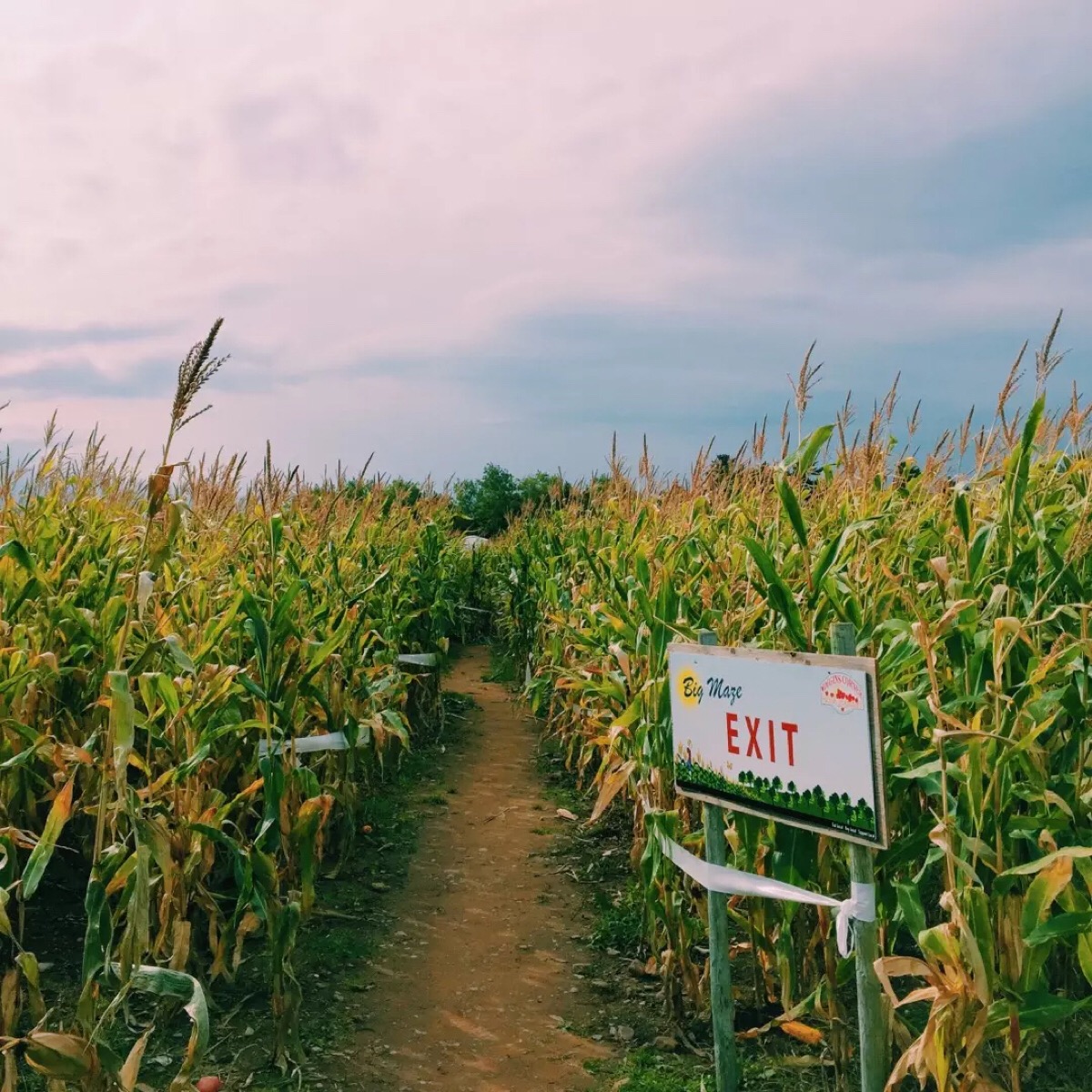 corn maze