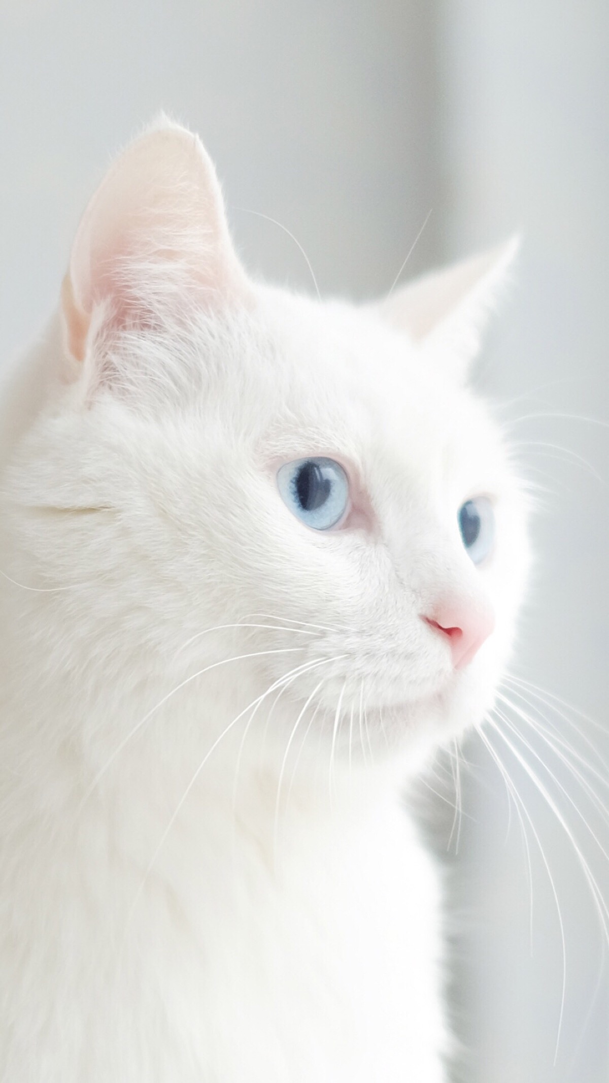 萌猫 宠物 清新壁纸