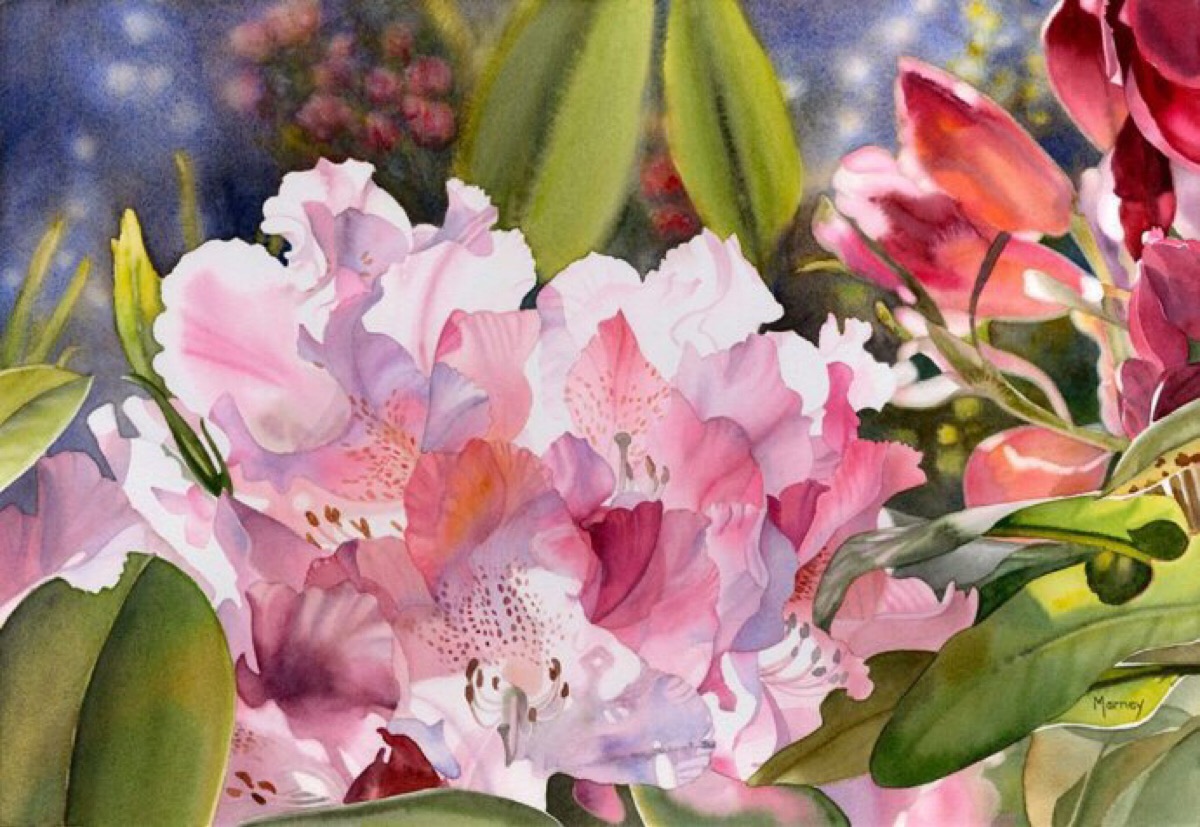 加拿大女画家marney ward水彩花卉欣赏
