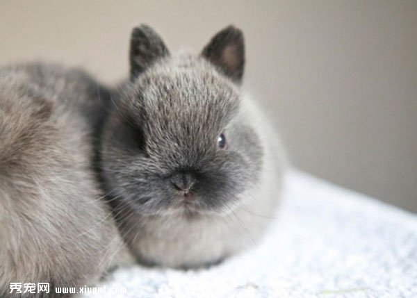 短耳朵小胖兔图片