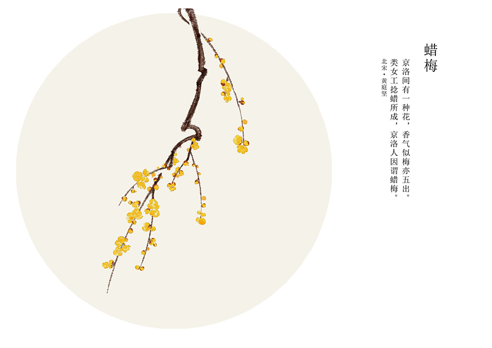 腊梅
