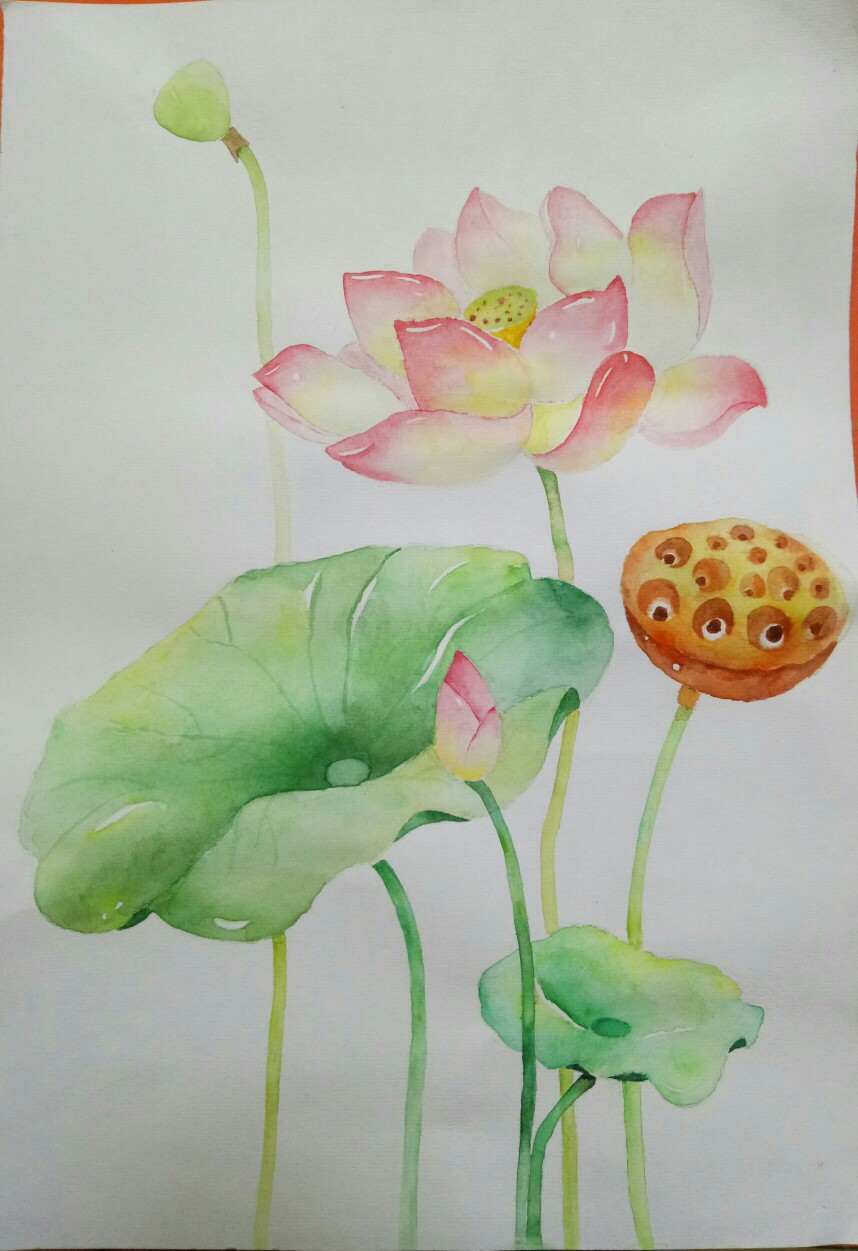 荷花(水彩)