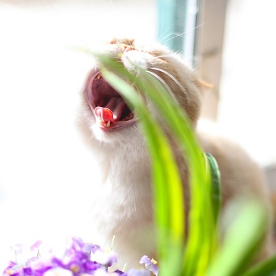 小萌猫打哈欠qq头像