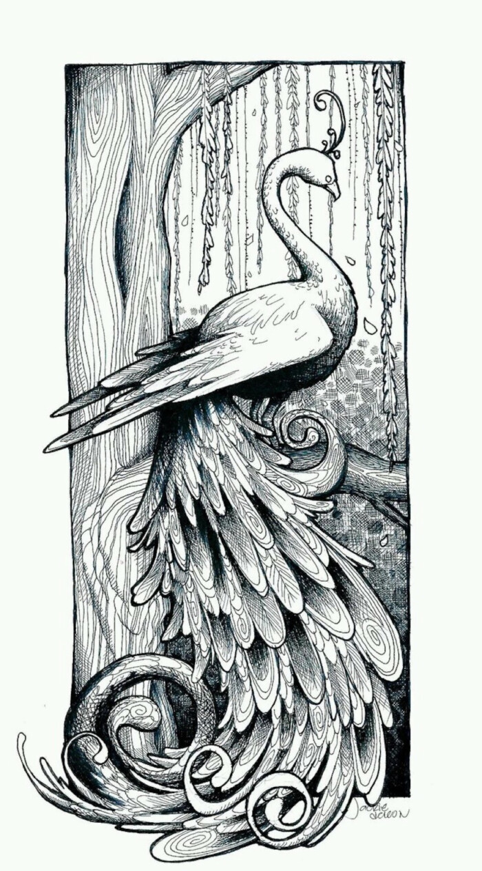 火烈鸟,线描画