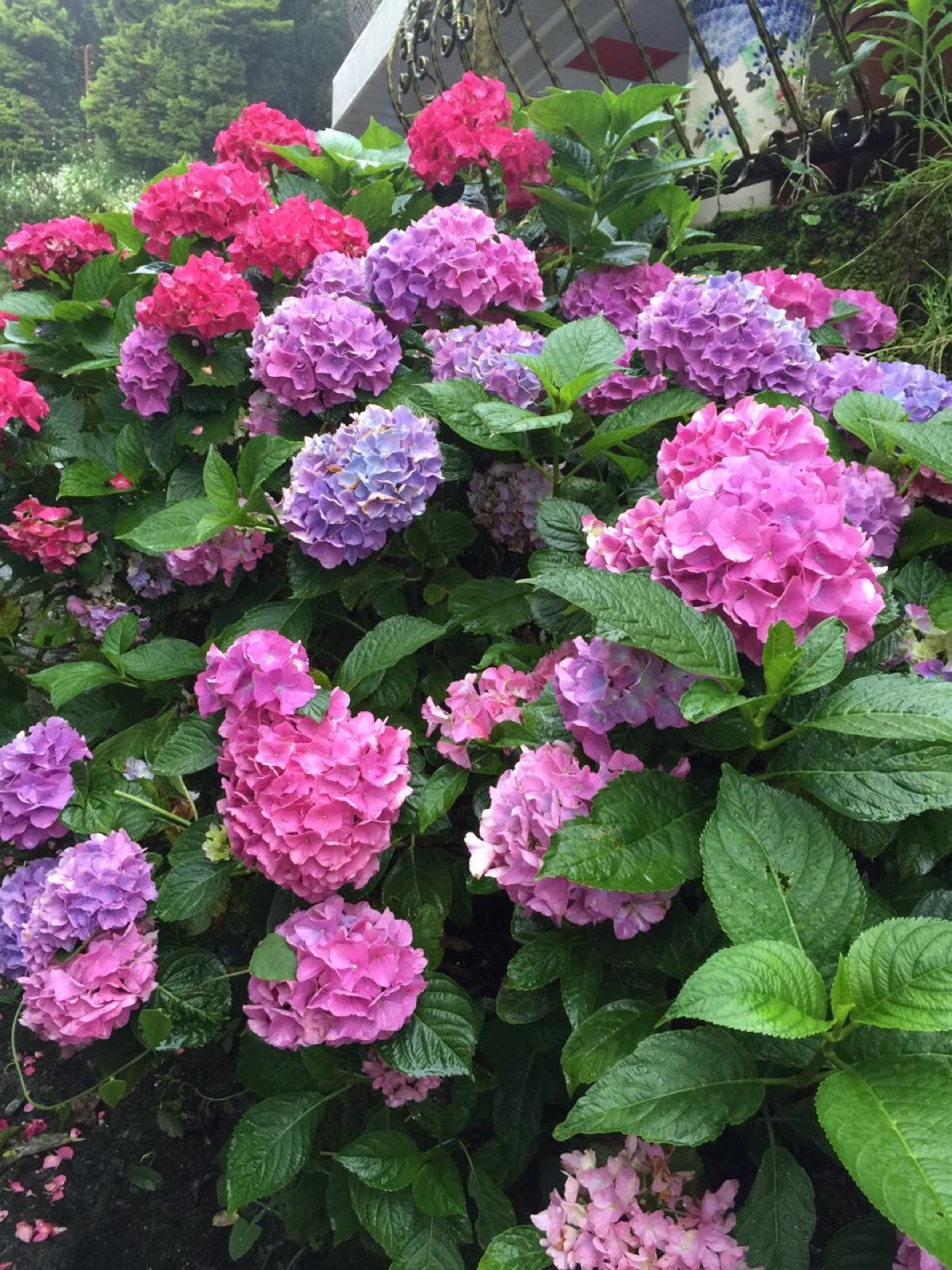 绣球花
