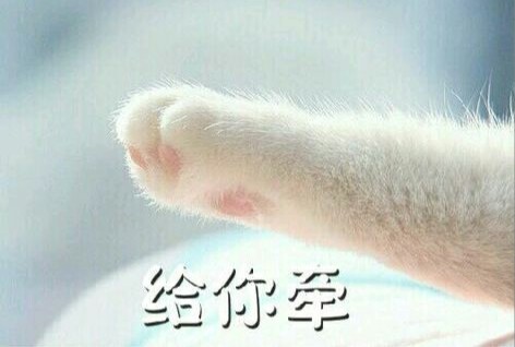 猫爪表情包