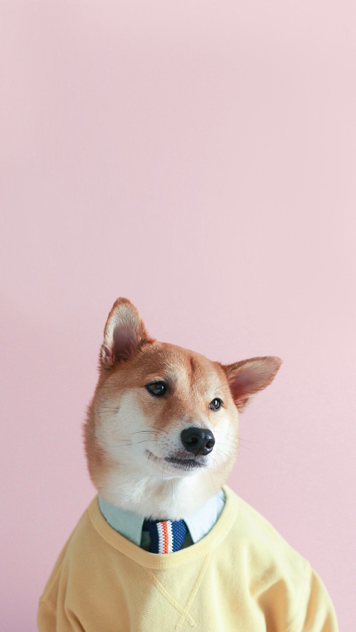 小柴犬的壁纸也是美美哒 西装狗狗 酷酷哒