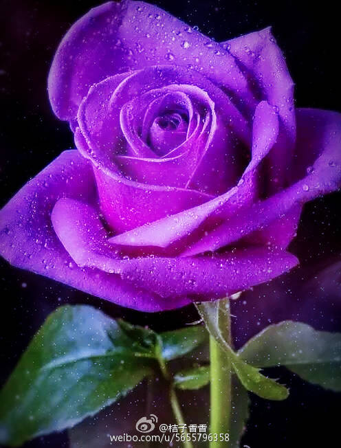 紫色玫瑰花手机壁纸图片