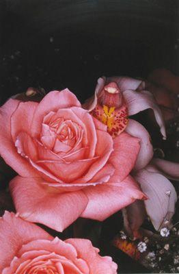 《花曲》 荒木经惟大师的作品.