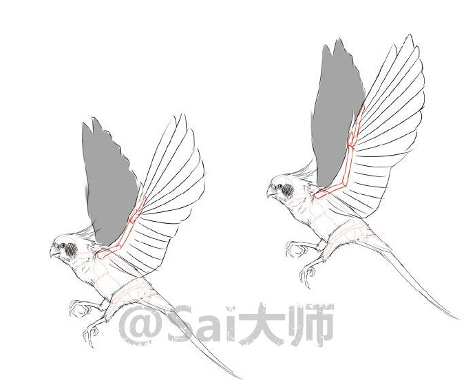 本次教程给大家分享关于鸟的翅膀,面部,等详细的绘制画法!