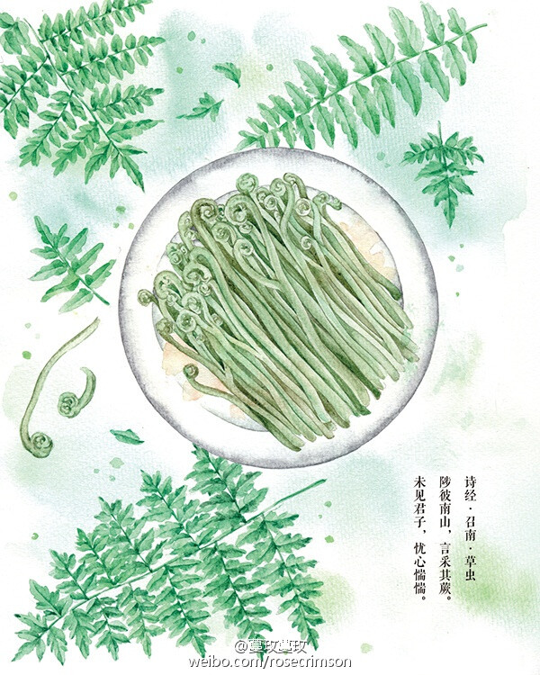 【水彩节气植物】清明,蕨菜.《诗经》有云:「陟彼南山,言采其蕨.